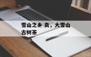 雪山之乡 贡，大雪山古树茶