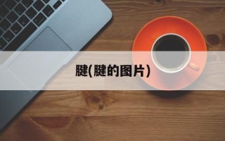 腱(腱的图片)