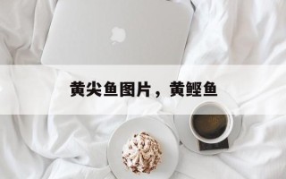 黄尖鱼图片，黄鲣鱼