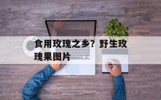 食用玫瑰之乡？野生玫瑰果图片