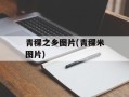 青稞之乡图片(青稞米图片)