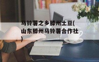 马铃薯之乡滕州土豆(山东滕州马铃薯合作社)
