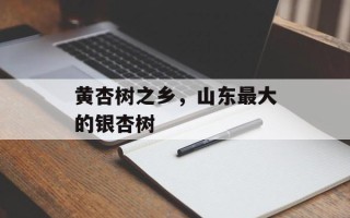 黄杏树之乡，山东最大的银杏树
