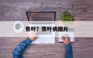 焦叶？焦叶病图片