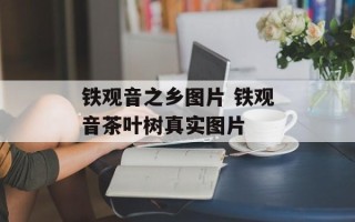 铁观音之乡图片 铁观音茶叶树真实图片