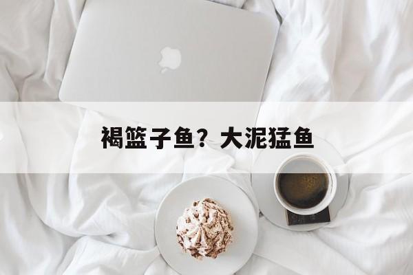 褐篮子鱼？大泥猛鱼-第1张图片-