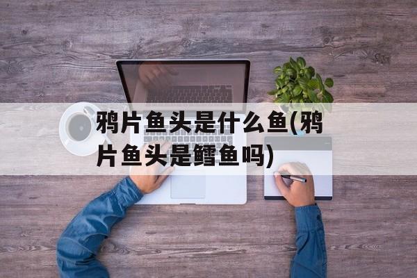 鸦片鱼头是什么鱼(鸦片鱼头是鳕鱼吗)-第1张图片-