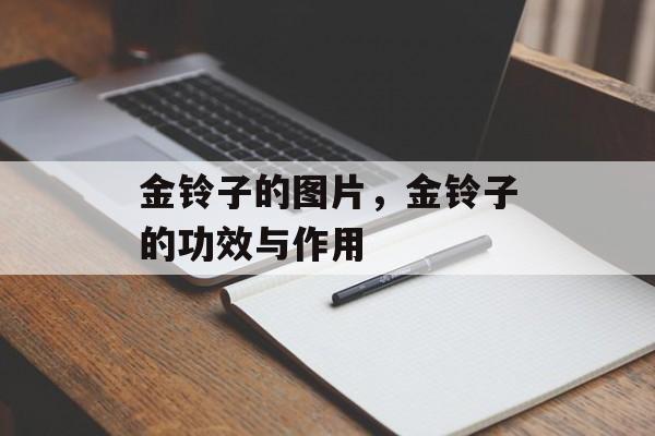 金铃子的图片，金铃子的功效与作用-第1张图片-