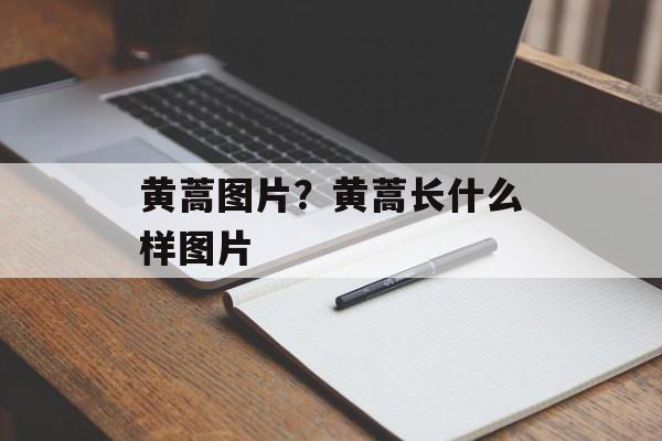 黄蒿图片？黄蒿长什么样图片-第1张图片-