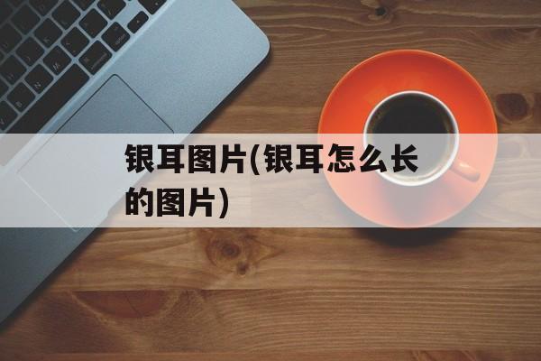 银耳图片(银耳怎么长的图片)-第1张图片-