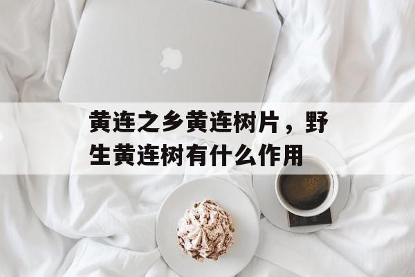 黄连之乡黄连树片，野生黄连树有什么作用-第1张图片-