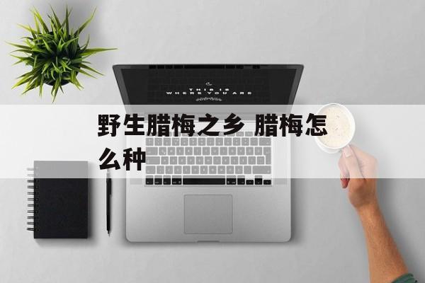 野生腊梅之乡 腊梅怎么种-第1张图片-