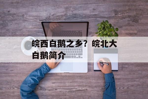 皖西白鹅之乡？皖北大白鹅简介-第1张图片-